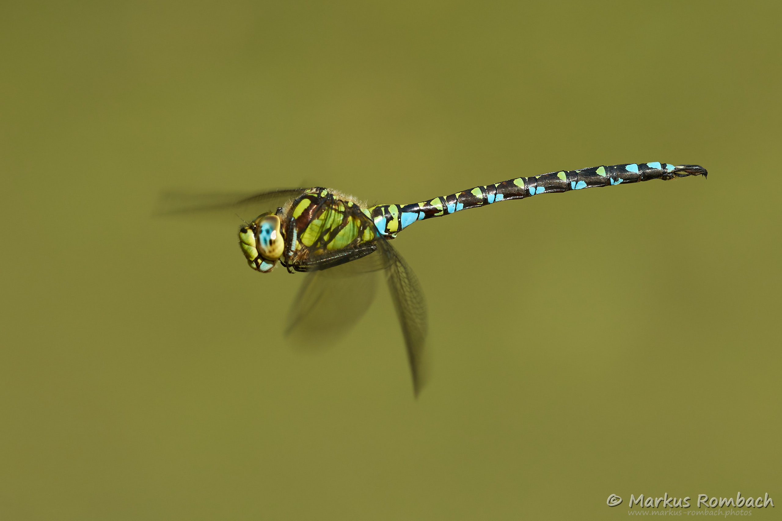 Blaugrüne Mosaikjungfer